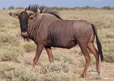 Blue Wildebeest