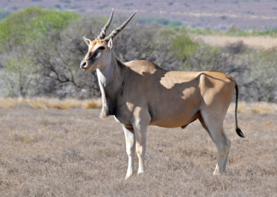 Eland Bull