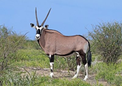 Gemsbok (Oryx Gazella)