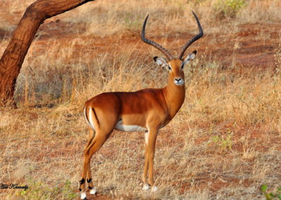 Southern Impala