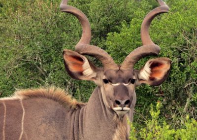 Kudu