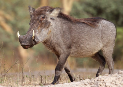 Warthog