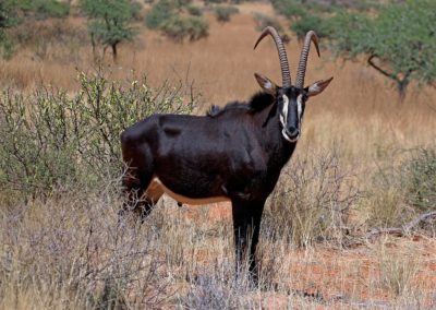Sable