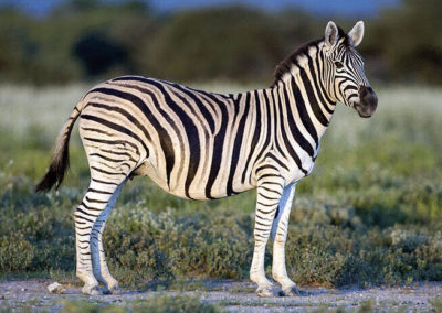 Zebra