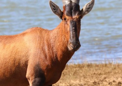 Red Hartebeest