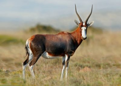 Blesbuck (Common)