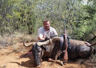 Blue wildebeest hunt