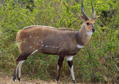 Bushbuck (Limpopo)