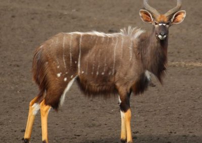 Nyala Male